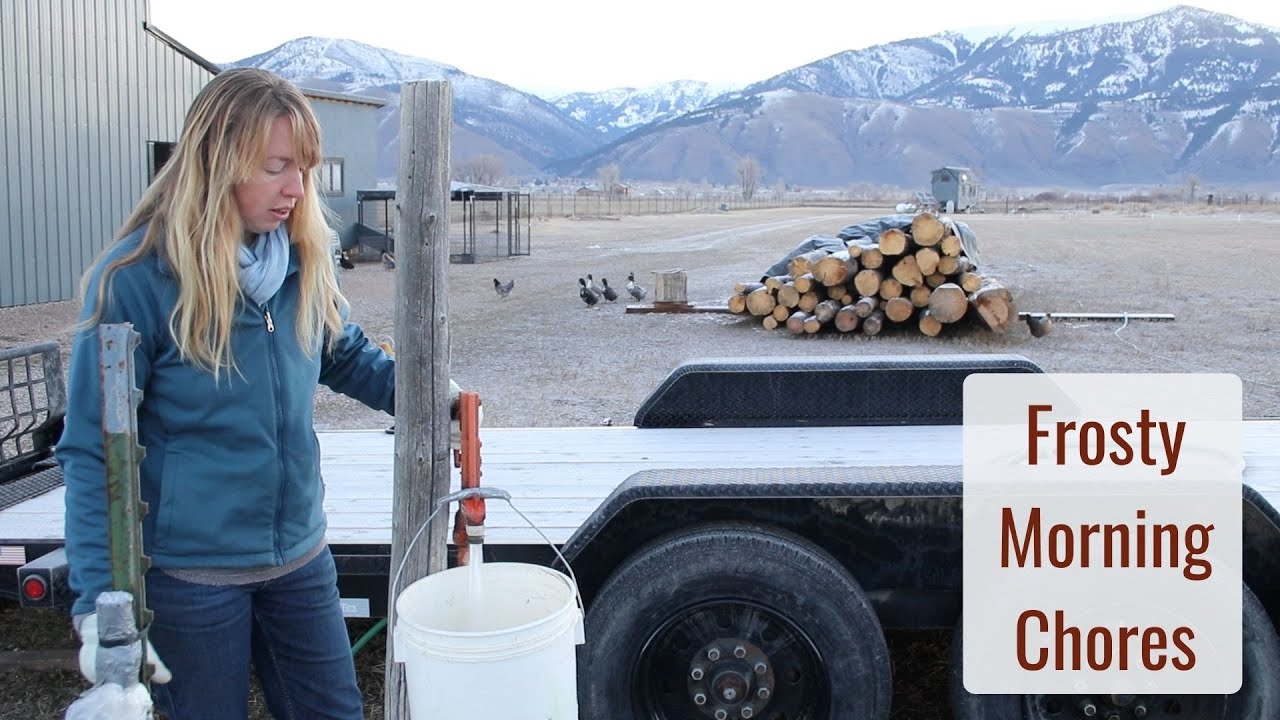 Frosty Morning Chores around the Homestead on a Early Winter Day
