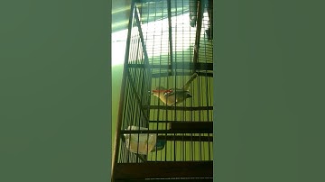 sertu memanggil lawan || sirtu birahi #bird