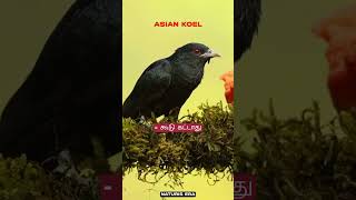 குயில்கள் selfish birds ஆ? | interesting facts about birds | #birds #koel #nature #tamilcontent #fyp
