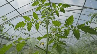 Growing tomatoes in green… 202608201334