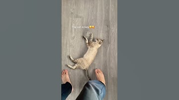 The lazy cat is resting, it