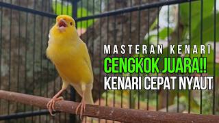 Terapi Kenari Macet Bunyi: Pancingan Kenari Gacor Ngerek Paling Ampuh & Respon Cepat!!