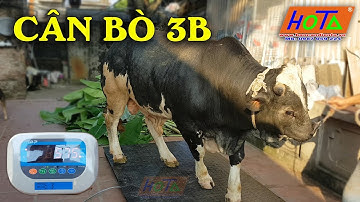CÂN BÒ 3B | cân điện tử Hoàng Thanh 0987 059 224.