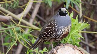 California Quail Standing On A  Log