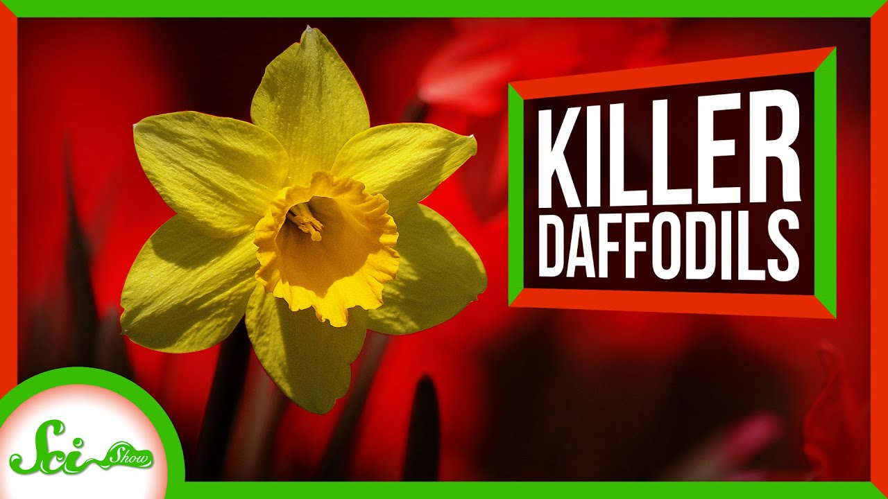 How Cold Can Daffodils Survive?