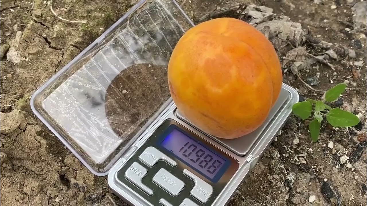 Прекрасний урожай абрикоса сорту "Пін Кот".Продаж живців різних сортів ...