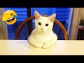 You Laugh You Lose 🤣😍 Best Funny Cats and Dogs Videos 😹🐶 Part 1