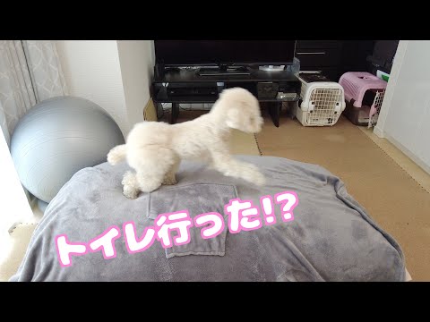 お散歩前だけついてくる！飼い主のトイレをストーカーする愛犬がこちら