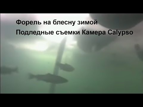 Форель на блесну зимой  Подледные съемки  Камера Calypso