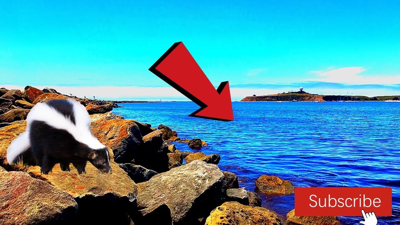 FISHING HALF MOON BAY JETTY (day 2) YouTube