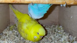 "Unexpected Bond”, "After a Short Time, "Eggs Laid Again: Budgerigar's Surprising Second Clutch!