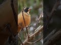 Rey del Bosque ¡Conoce al Saltator Aurantiirostris! 🦜🐦🦢🦆🦅🕊️ #aves #pajaros  #naturaleza  #shorts