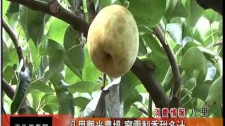天外天新聞-1040727 八里觀光農場 蜜雪梨香甜多汁