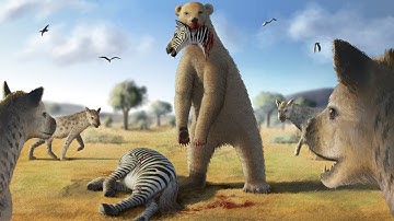 Phi Châu Từng Có Gấu.