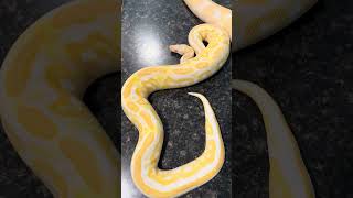 Albino ball python combinations! #ballpython #reptiles #python