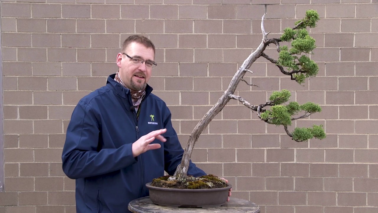 Bonsai Collection at Meijer Gardens Juniper YouTube