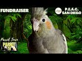 Bird Room Buddies | Keep Your Parrot Happy with Bird Room Parrot Sounds | Parrot TV for Birds🦜