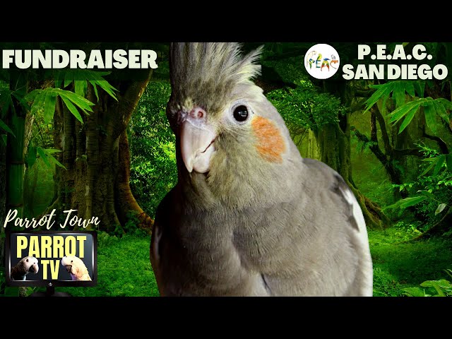 Bird Room Buddies | Keep Your Parrot Happy with Bird Room Parrot Sounds | Parrot TV for Birds🦜 class=