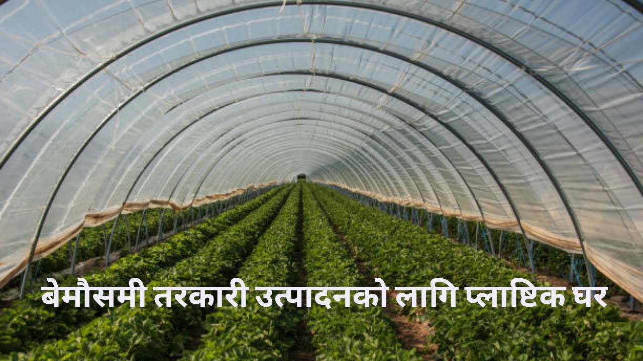 Off Season Vegetable Farming || बेमौसमी तरकारी खेती || Feat. Boby Basnet || Arjun Neupane