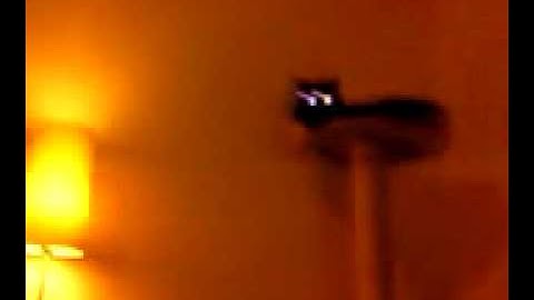 Cats hypnotised by YouTube video!!!