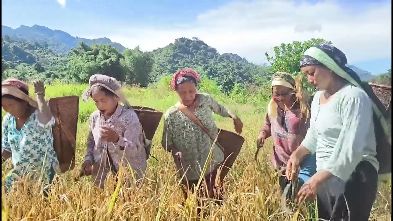 Hervesgting Rice 🌾 wancho tribe Traditional song Zedua womens Arunachal Pradesh longding district.