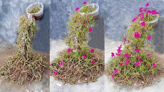 How To Grow Portulaca Or Purslane Plant At Home