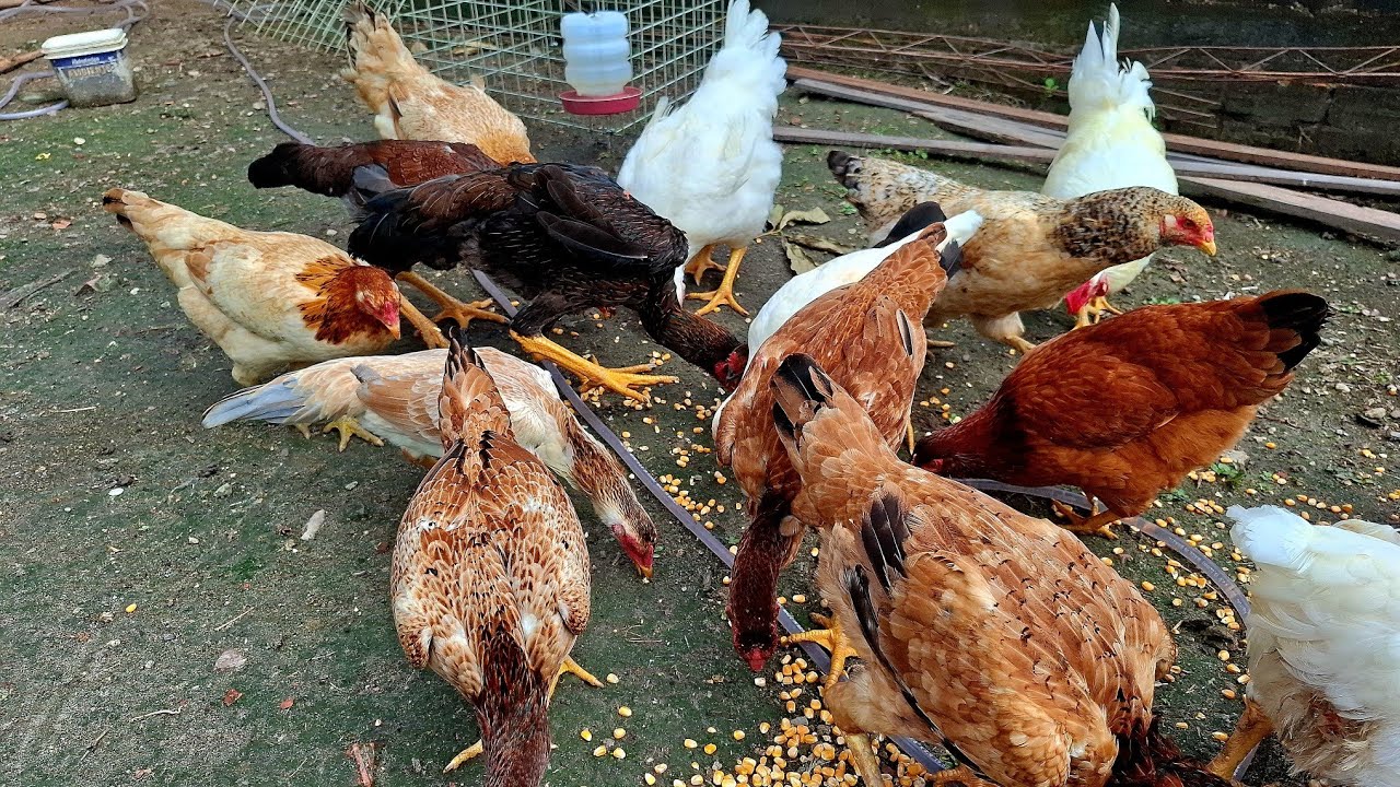 Mudança no criatorio. @chufazenda @CriatorioNeves 