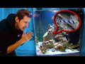 Der 1. FISCH im BOX Aquarium! 😍