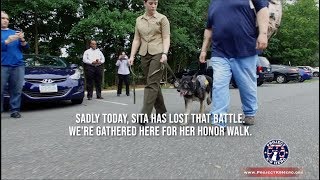 Project K-9 Hero MWD Sita's Honor Walk 8min