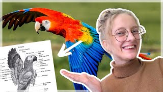 Bird zoology | a vet school class