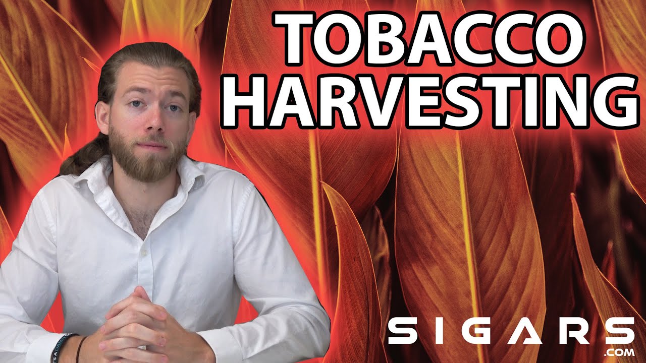 How Tobacco Priming Impacts A Cigars Taste