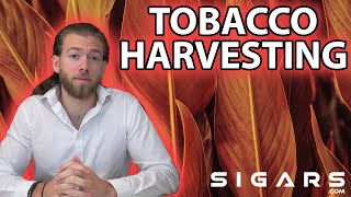 How Tobacco Priming Impacts A Cigars Taste