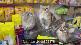 Siberian cats in india | Siberian | persian cats for selling | 8446853378 by CATSBAE 1,145 views 3 months ago 6 minutes, 33 seconds