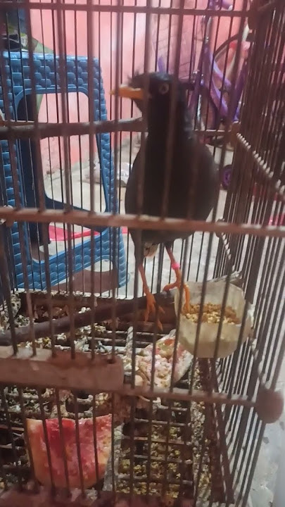 Jalak kebo ngomong assalamualaikum
