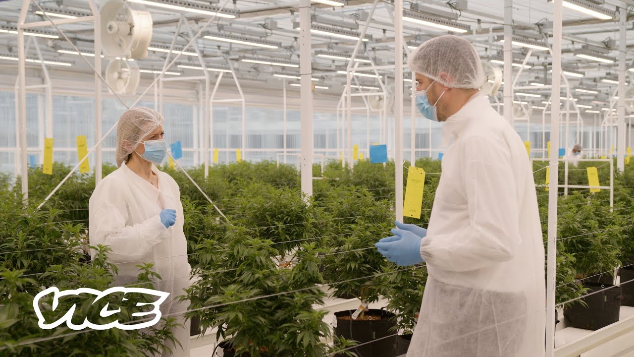 Το VICE στο Πρώτο Εργοστάσιο Παραγωγής Φαρμακευτικής Κάνναβης