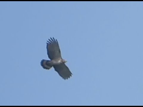Crested Honey Buzzard