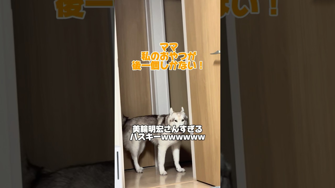 【お喋り】美輪明宏さんすぎるハスキーwww #善スタショート #お喋りハスキー #シベリアンハスキー