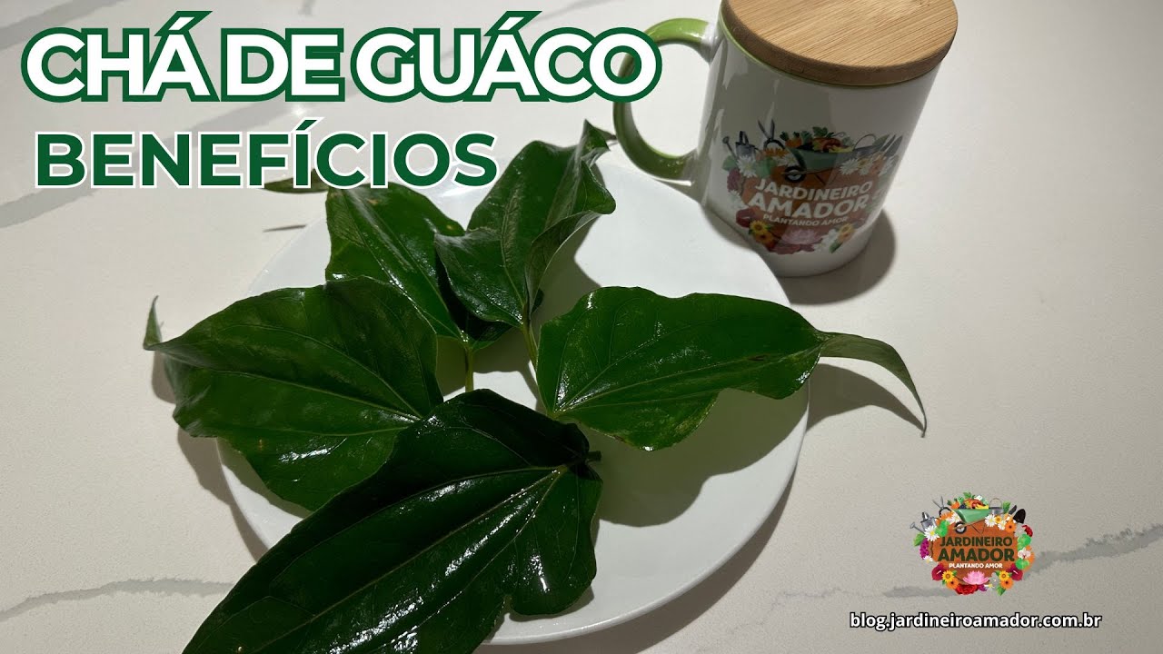 Chá de Guaco: Como Fazer e Para Que Serve - YouTube