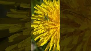 Ein junges Grünes Heupferd #grünesheupferd #insect #insekten #heuschrecke #naturpur #natur #animals