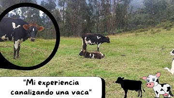 "Mi experiencia en canalizar una vaca 🐄"