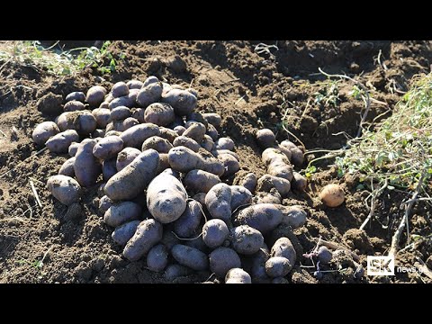 იასამნისფერი კარტოფილი ახალციხელი ფერმერების დაინტერესების საგანი გახდა