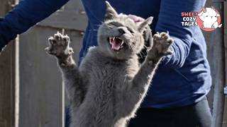 They Moved Away and Abandoned Aries… I Was Too Late for His Past