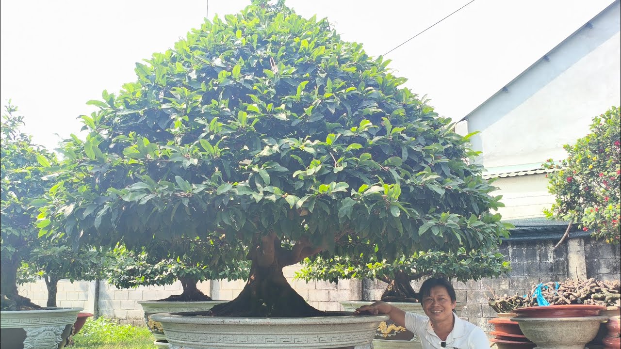 Cách chăm sóc mai của vườn Tấn Tài. 