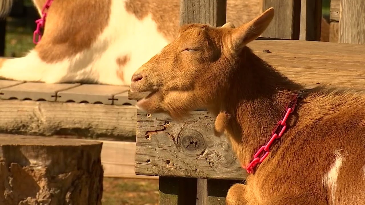 Bradley Mountain Farm - WFSB TV3 2021