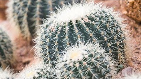 Giant Cactus Farm to make me Rich!!(Skyblock Nethergames)