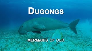 DUGONGS - mermaids of old