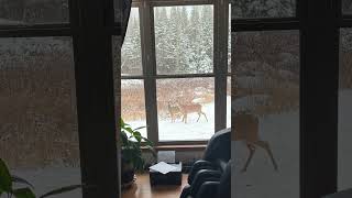 Deer Slipped on Ice