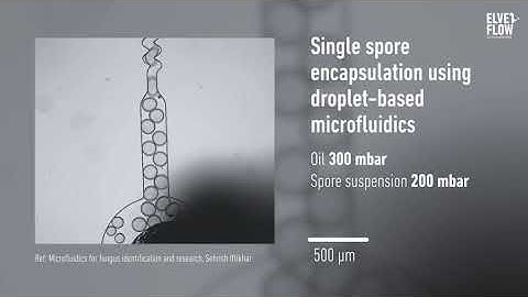 Single spore encapsulation using droplet-based microfluidics, by Sehrish Iftikhar