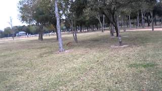 Dog Park - Scarlet Chase 2