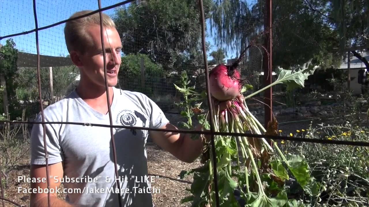 Vegan Guy Grows Enormous BEET in his Phoenix, Arizona Garden